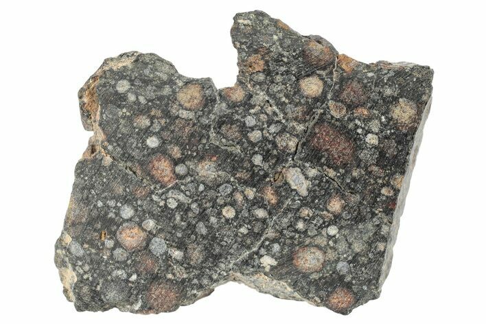 Chondrite Meteorite Section ( g) - NWA #271642